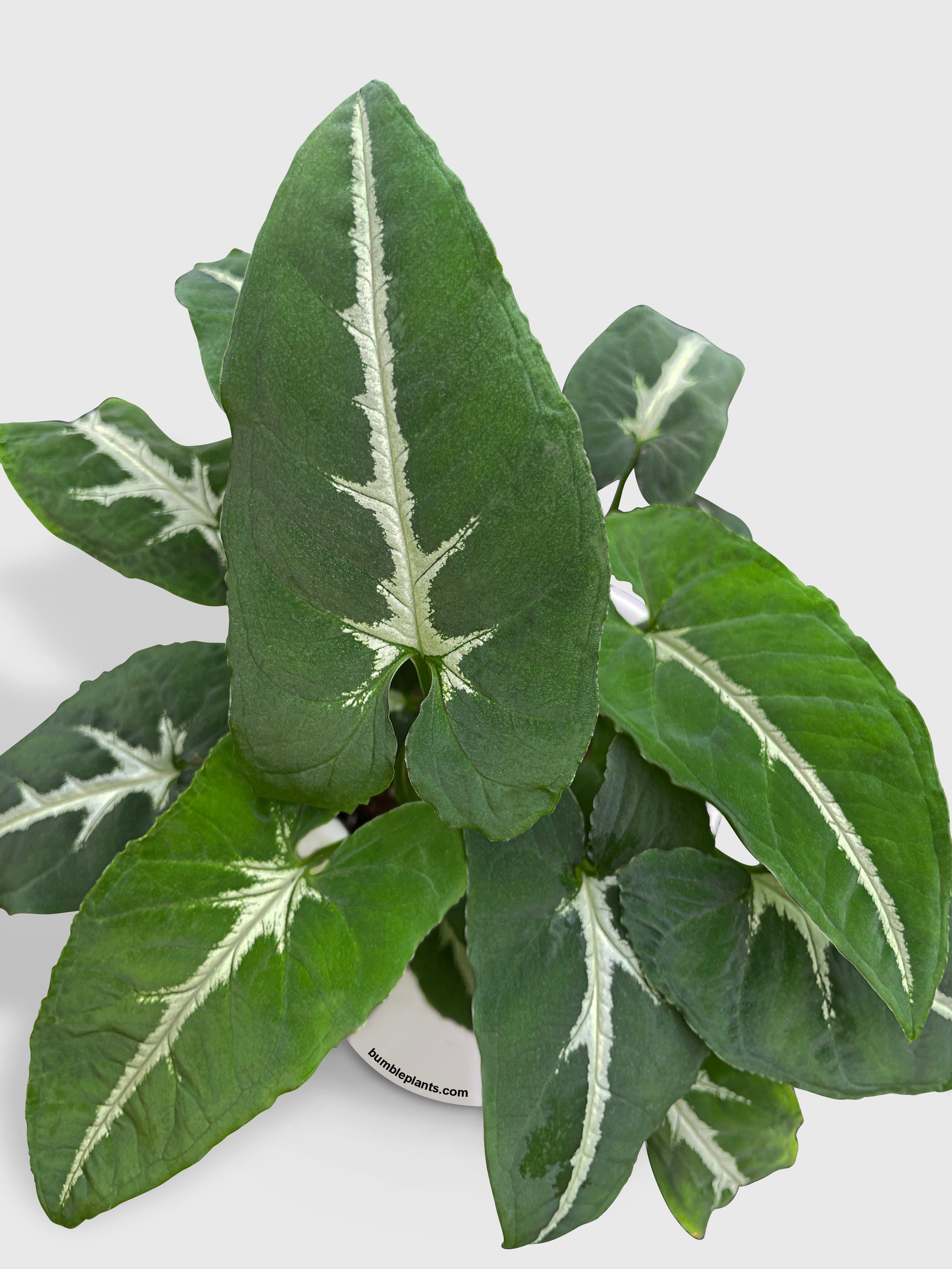 Syngonium Wendlandii 'Silver Goose Foot' - Bumble Plants