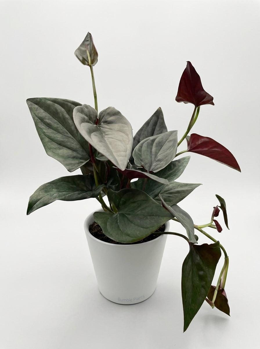Syngonium 'Red Arrow'