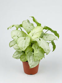 Syngonium 'Moonshine'