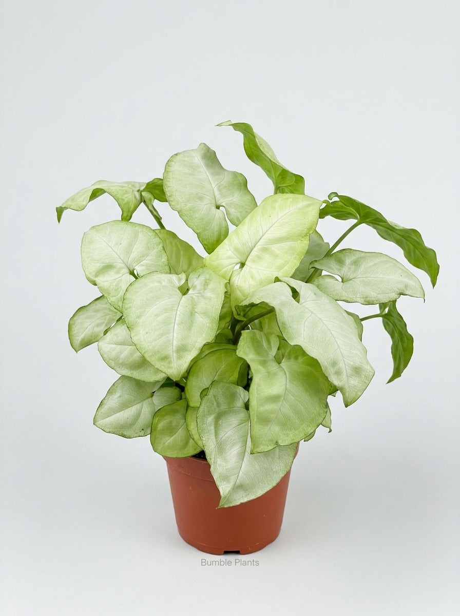 Syngonium 'Moonshine'