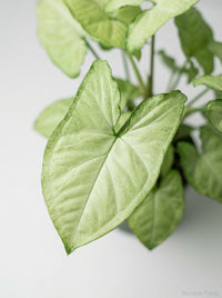Syngonium 'Moonshine'