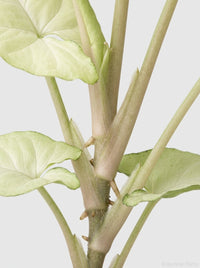Syngonium 'Moonshine'
