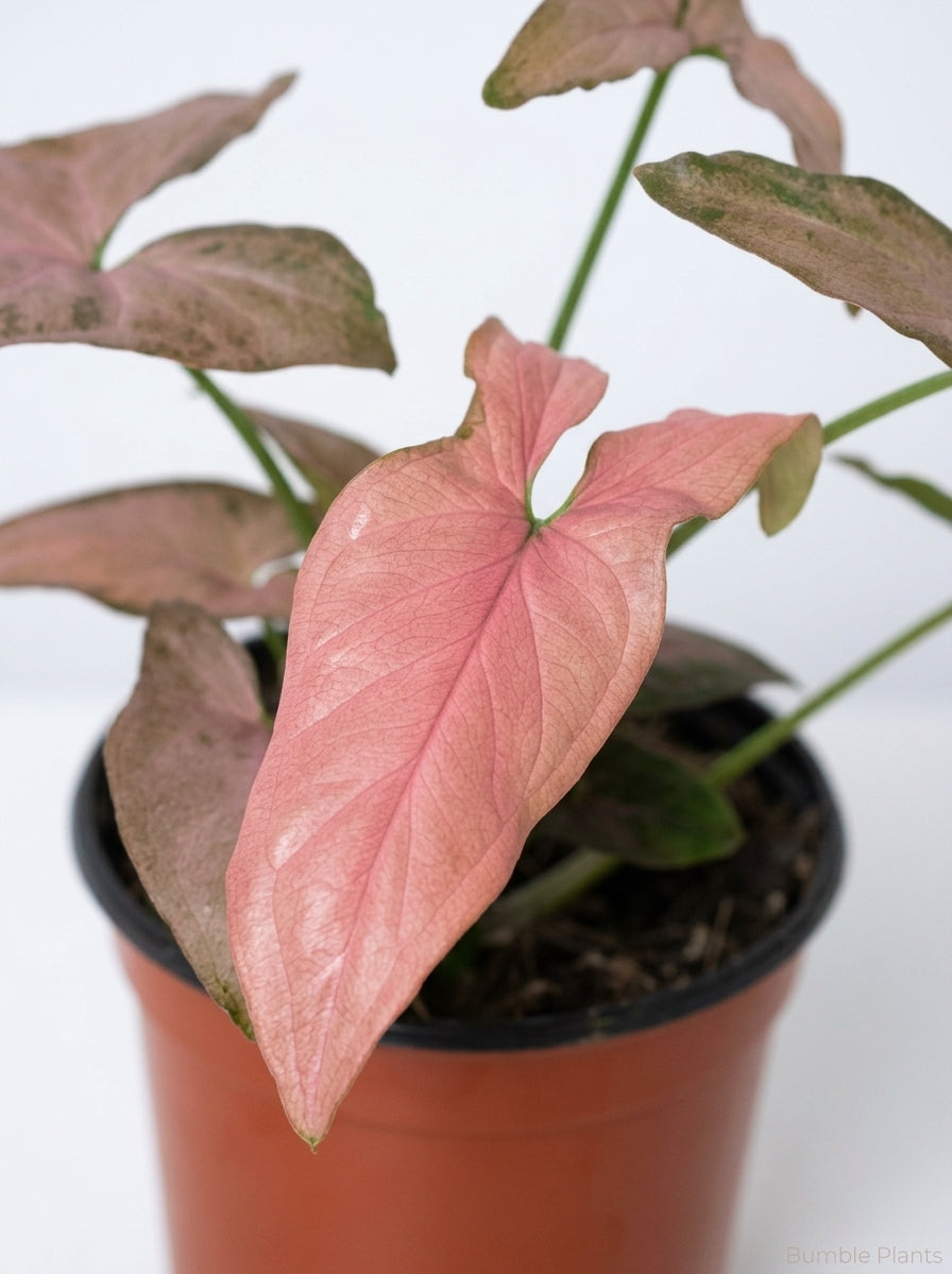 Syngonium Podophyllum Pink Splash