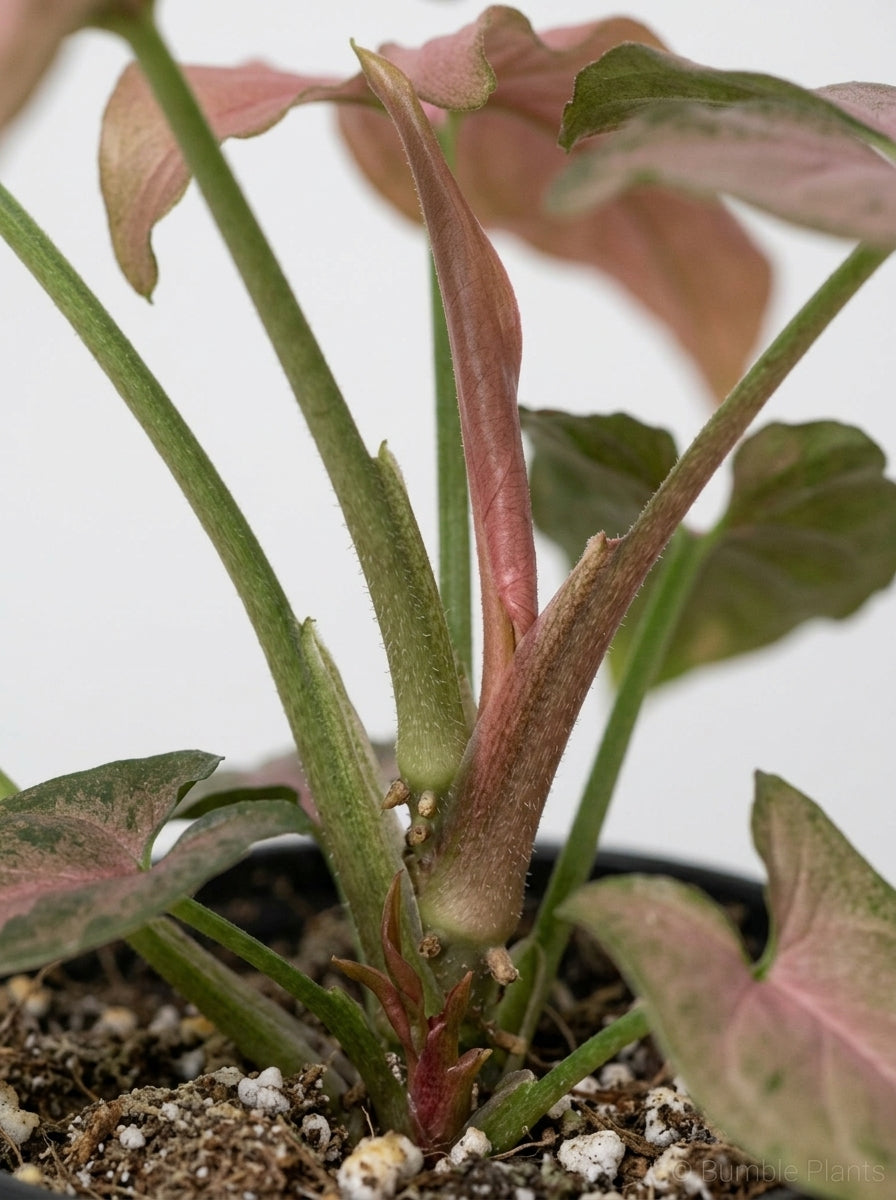 Syngonium Podophyllum Pink Splash