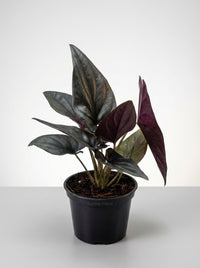 Syngonium 'Red Arrow'
