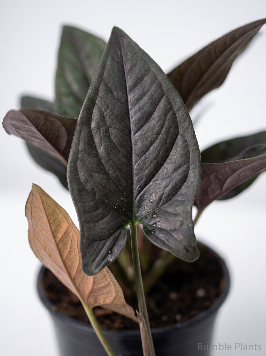 Syngonium 'Red Arrow'