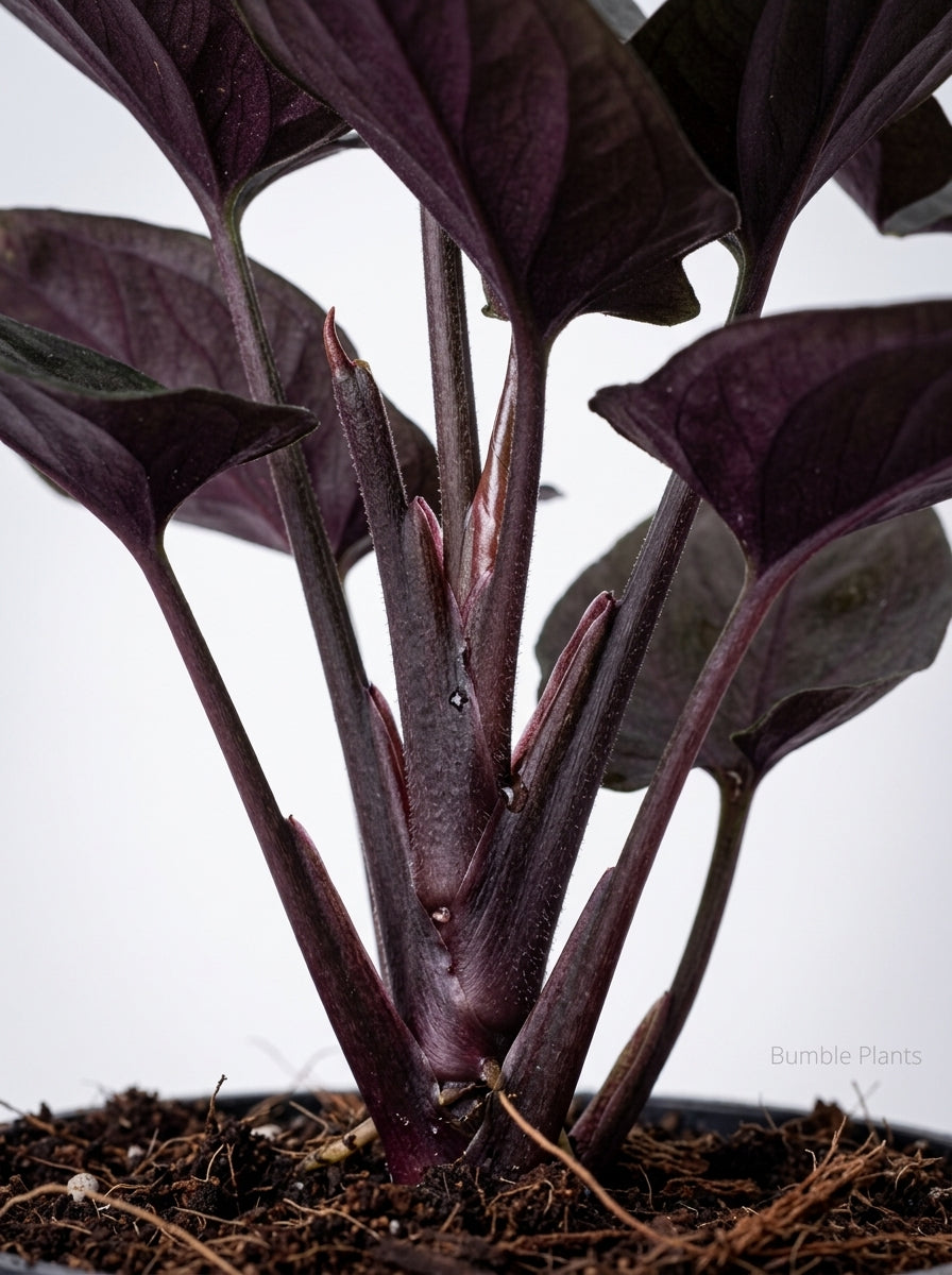 Syngonium 'Red Arrow'