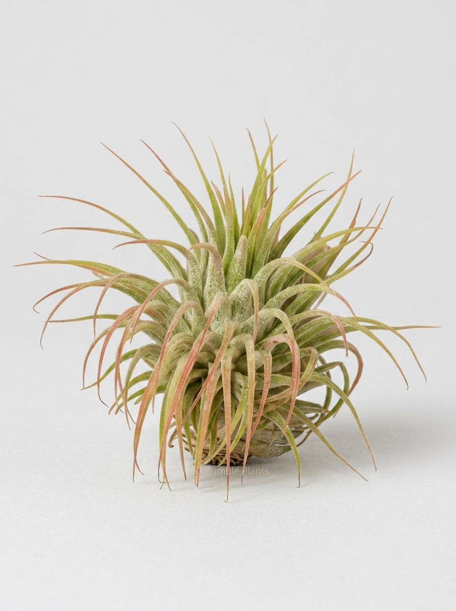 Tillandsia Air Plant Ionantha Guatemala