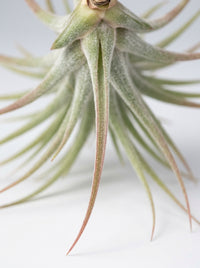 Tillandsia Air Plant Ionantha Guatemala