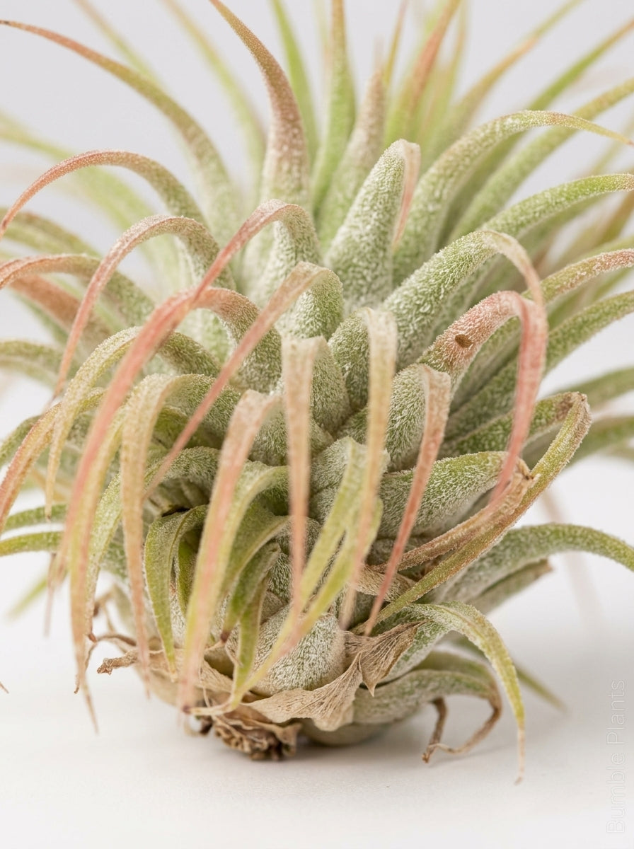 Tillandsia Air Plant Ionantha Guatemala