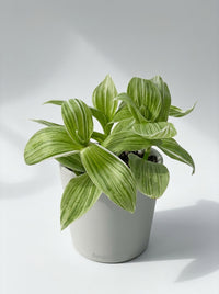 Tradescantia 'Sanna' White Inch Wandering Dude