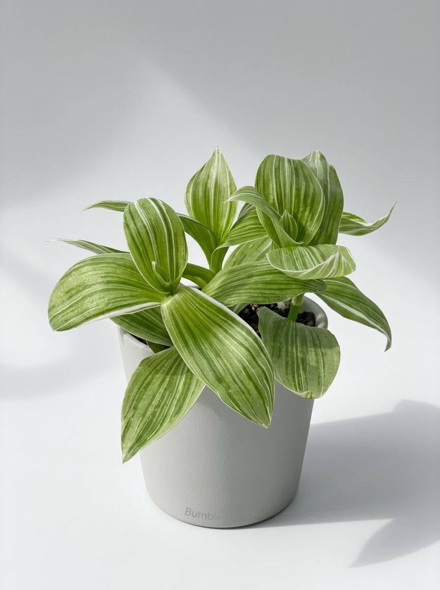Tradescantia 'Sanna' White Inch Wandering Dude