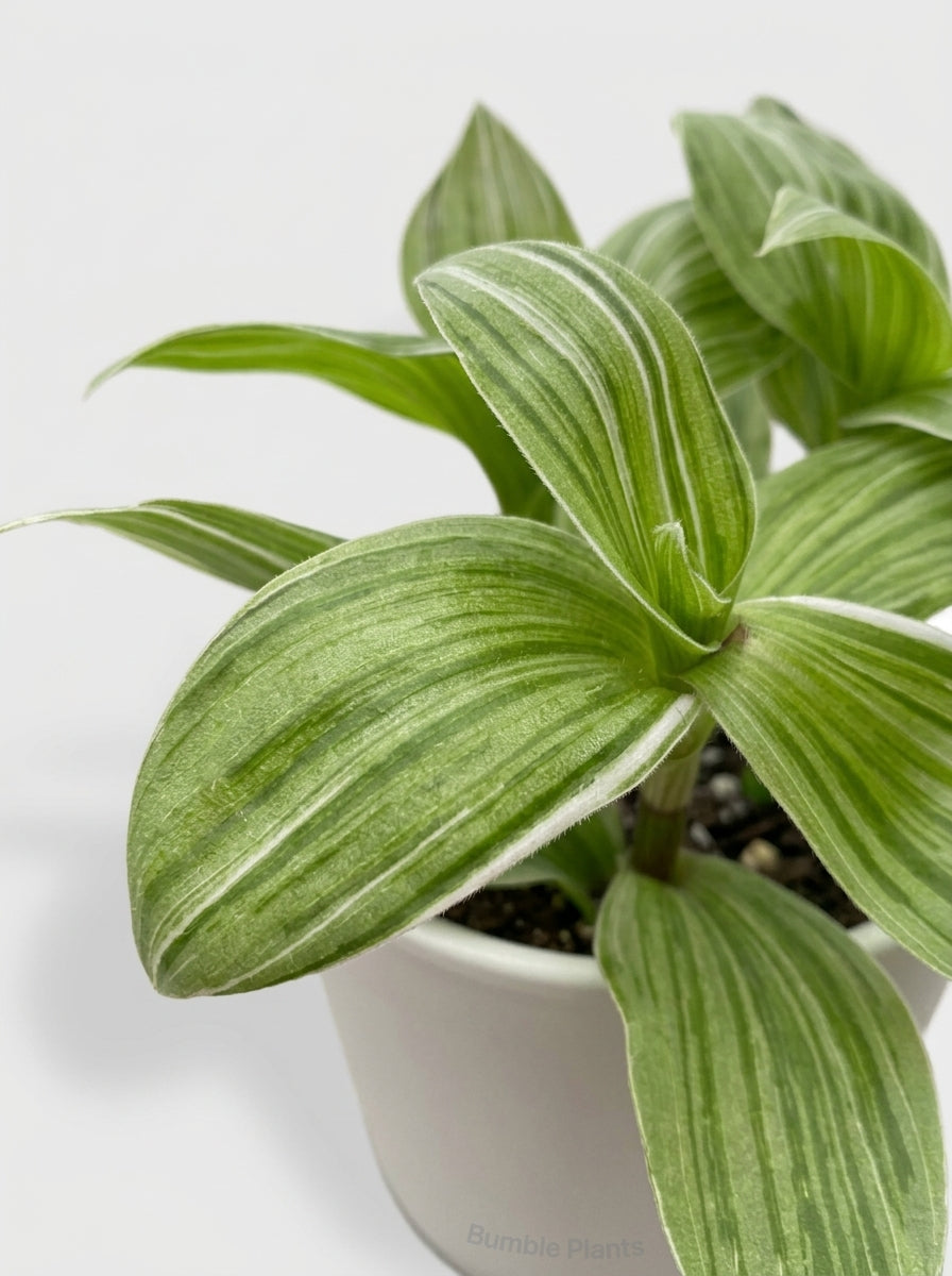 Tradescantia 'Sanna' White Inch Wandering Dude