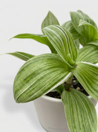 Tradescantia 'Sanna' White Inch Wandering Dude