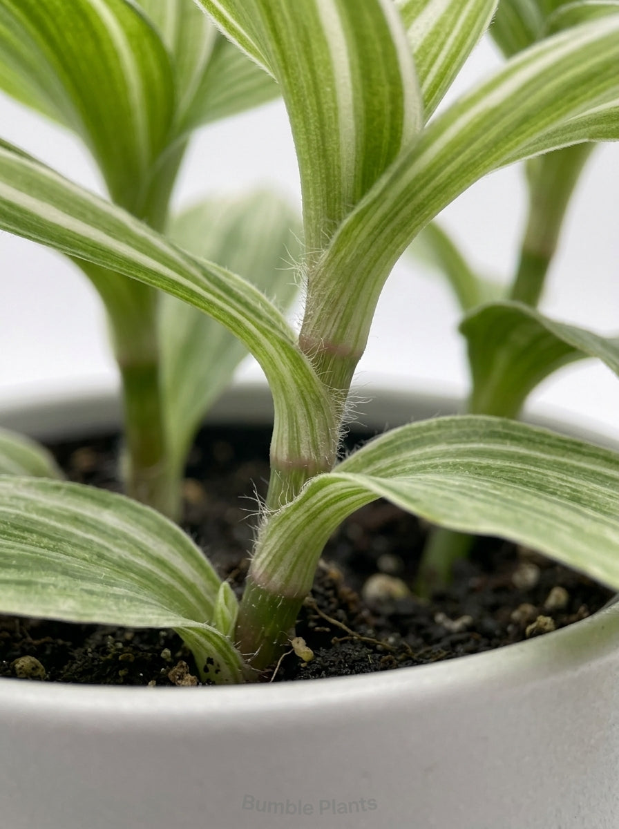 Tradescantia 'Sanna' White Inch Wandering Dude