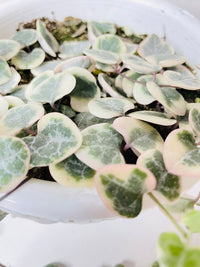 Variegated String of Hearts Succulent
