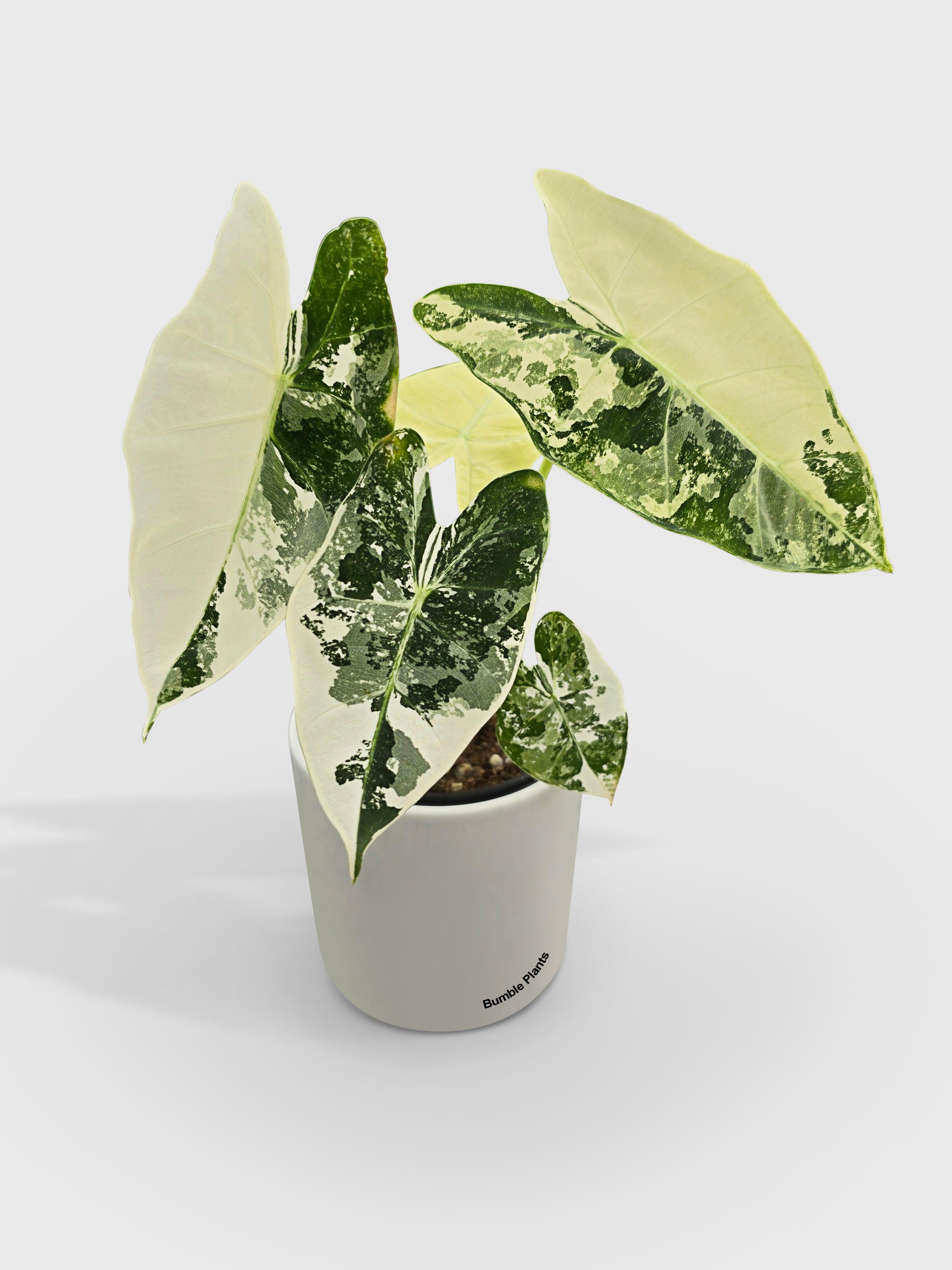 philodendron frydek Alocasia Frydek Variegated | Rare Indoor Plant for delivery
