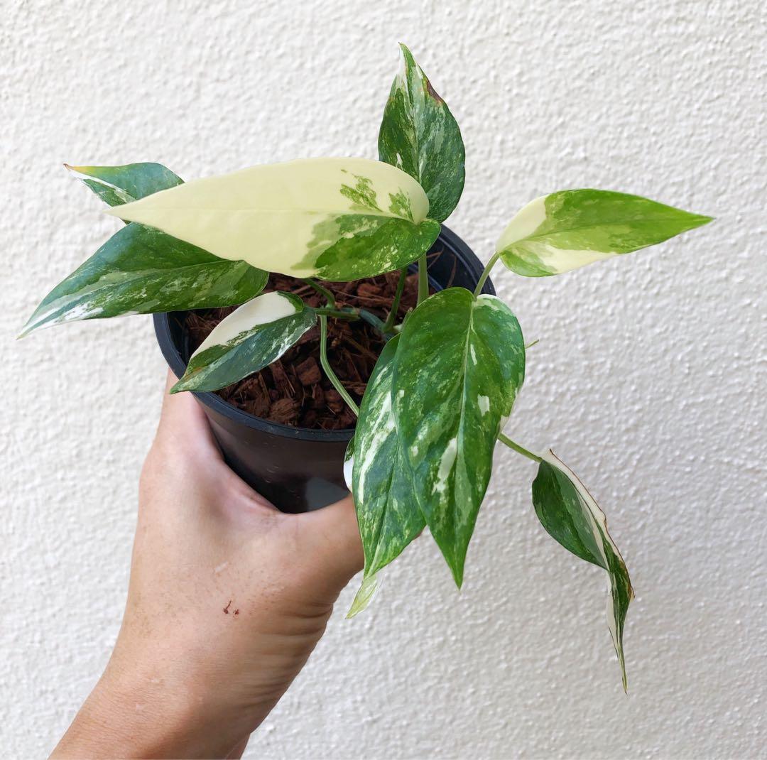 variegated albo pothos Pothos (Epipremnum Pinnatum 'Albo-Variegata') Live Houseplant 4" Pot