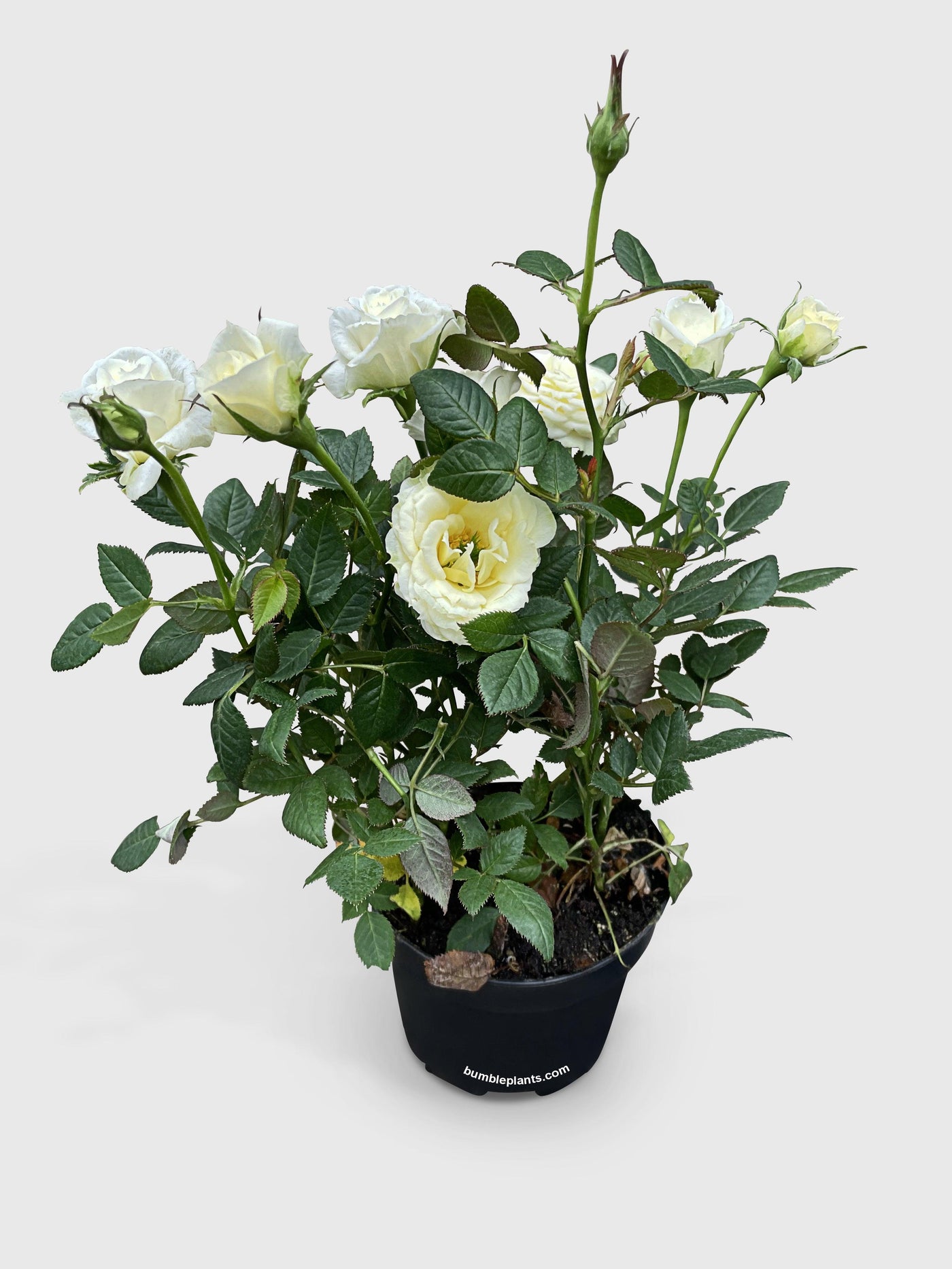 indoor tea rose plant care Live Miniature Tea Rose Flowering Plant