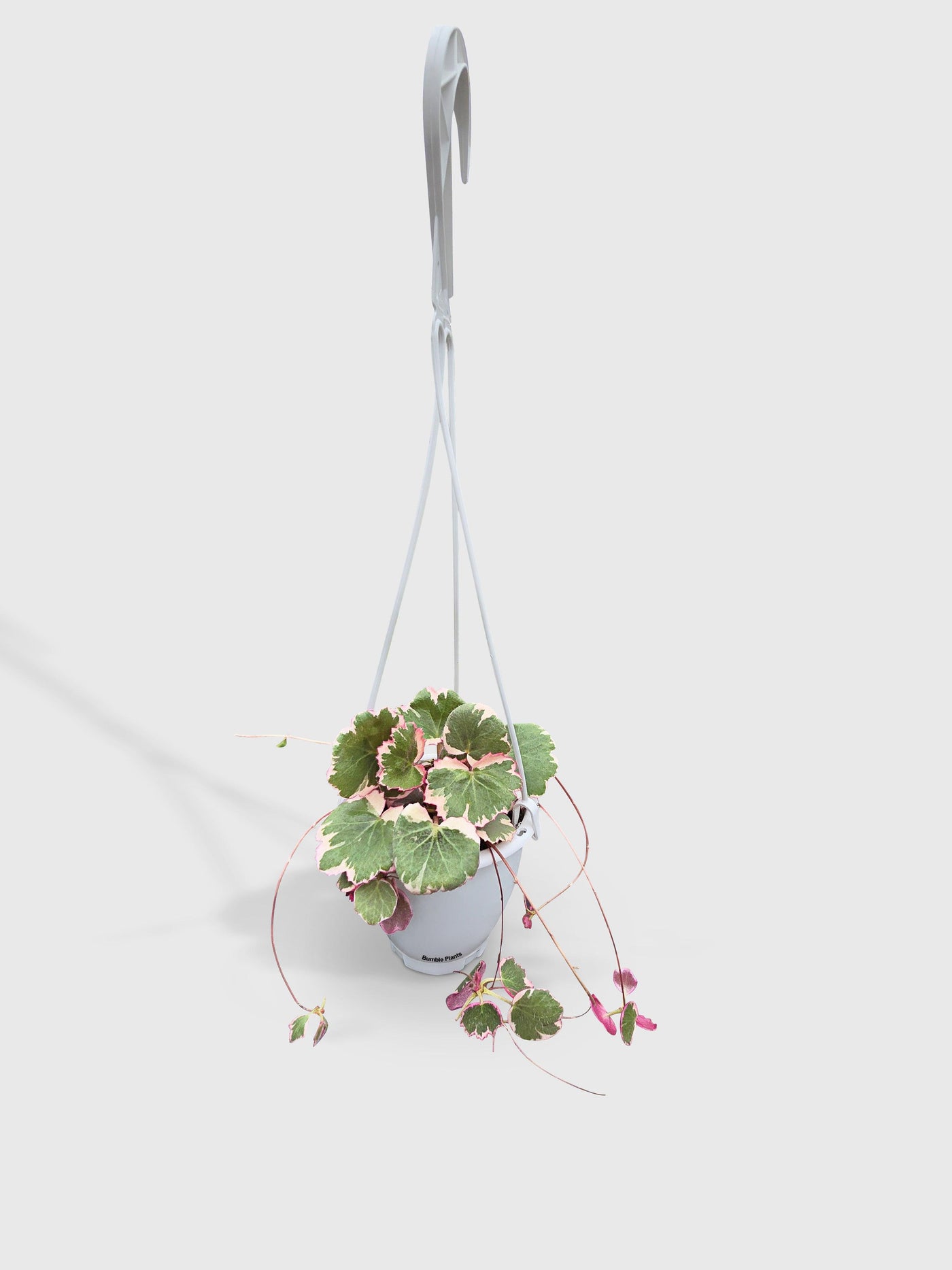 strawberry begonia hanging plant Live Variegated Strawberry Begonia