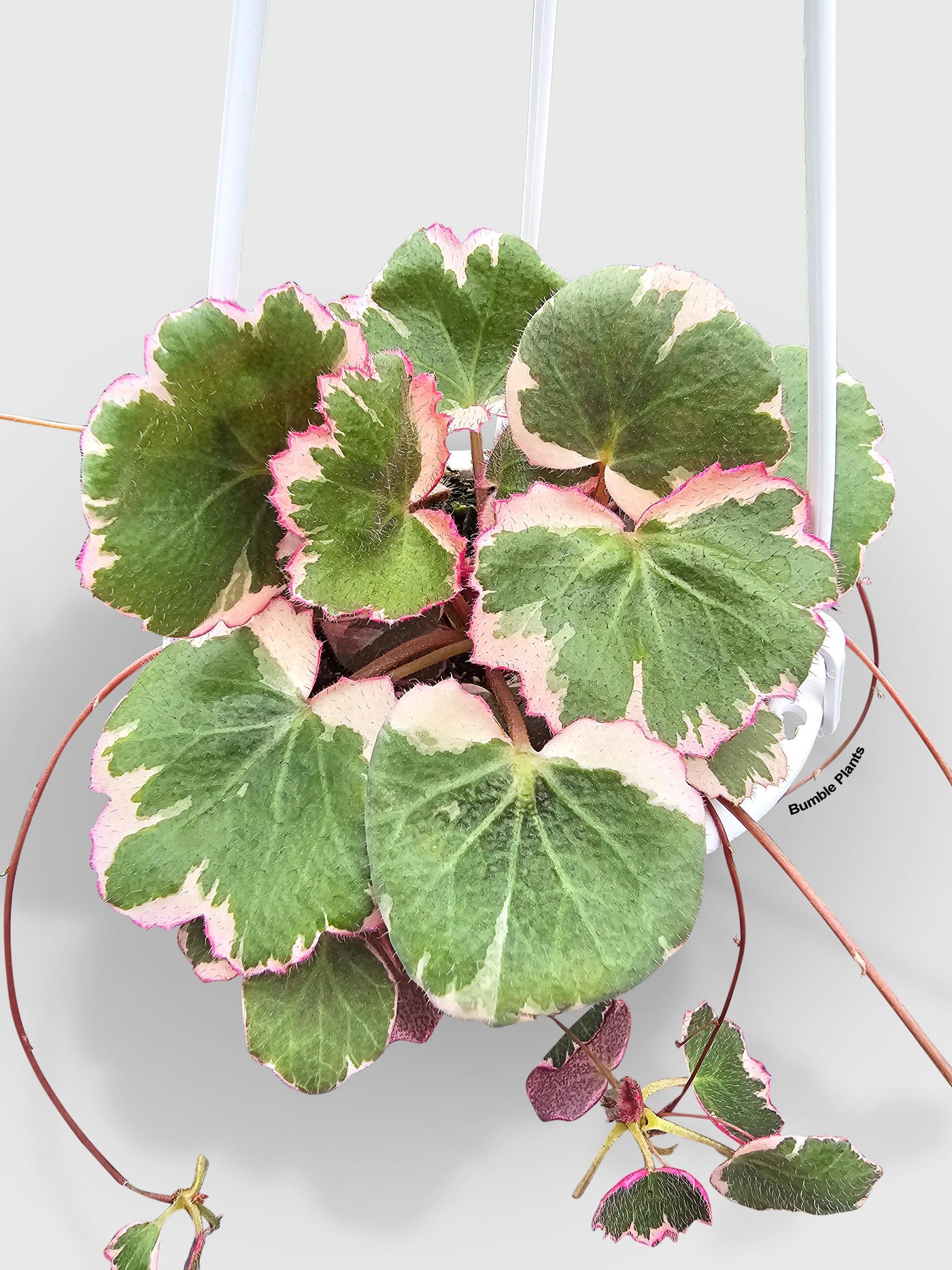 Variegated Strawberry Begonia - Bumble Plants