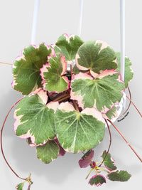 Variegated Strawberry Begonia - Bumble Plants