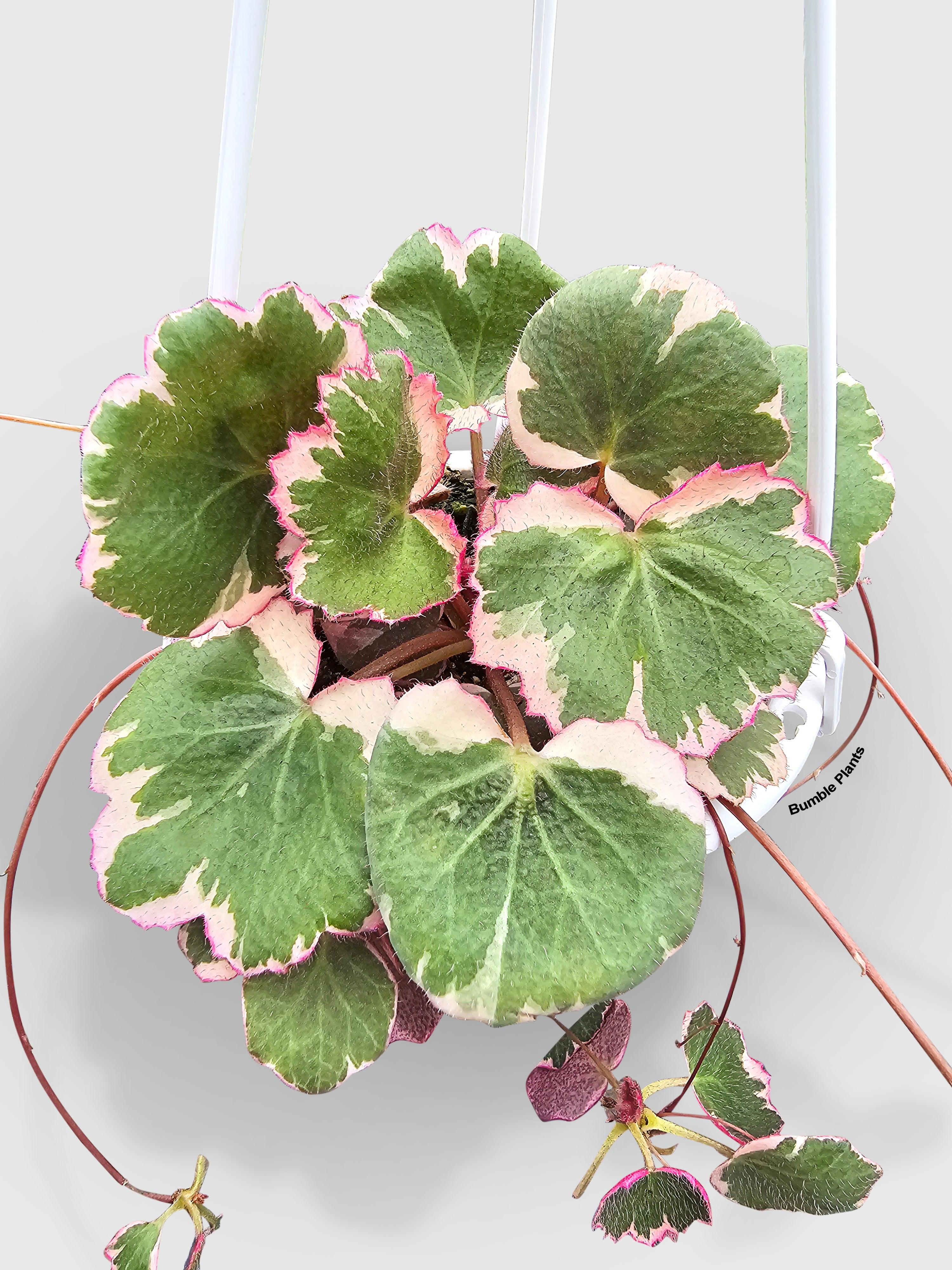 Variegated Strawberry Begonia - Bumble Plants