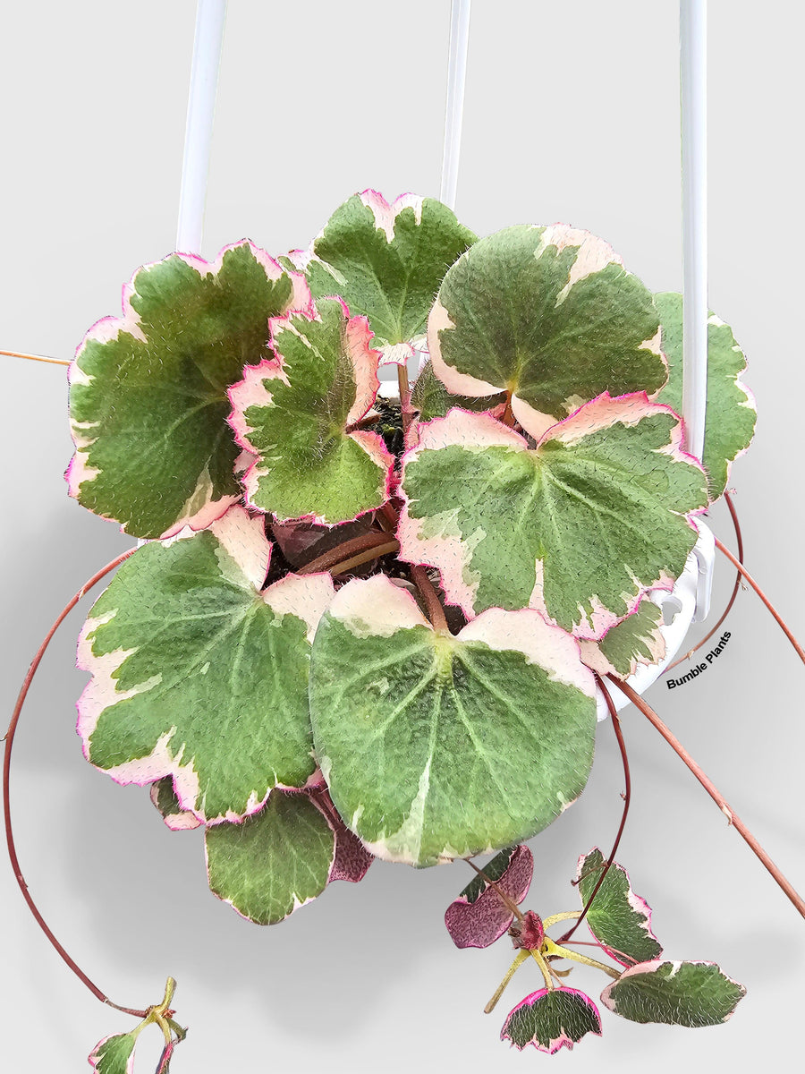Variegated Strawberry Begonia - Bumble Plants