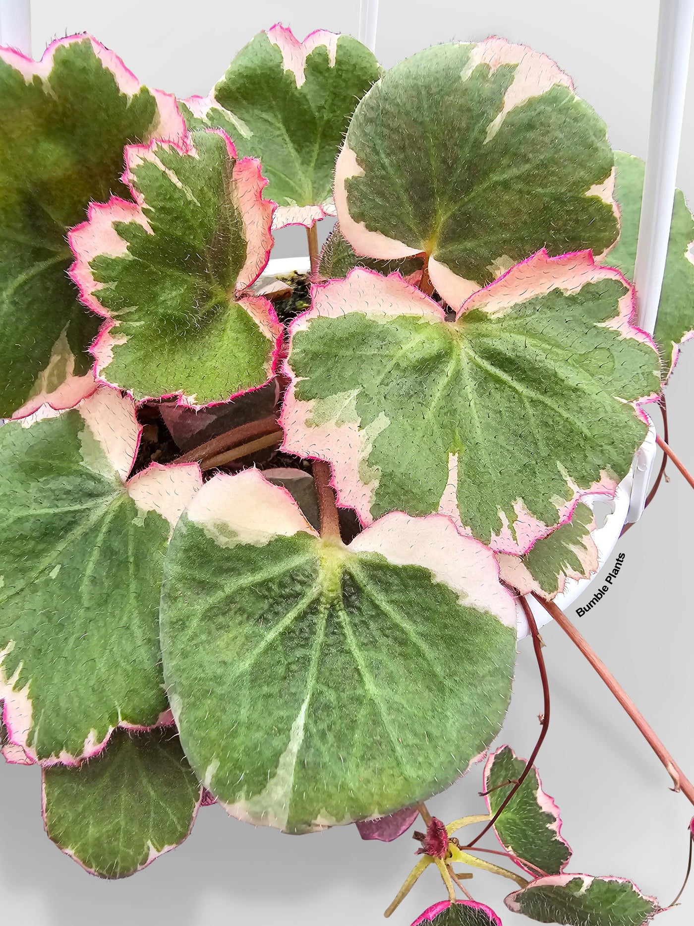 Variegated Strawberry Begonia - Bumble Plants