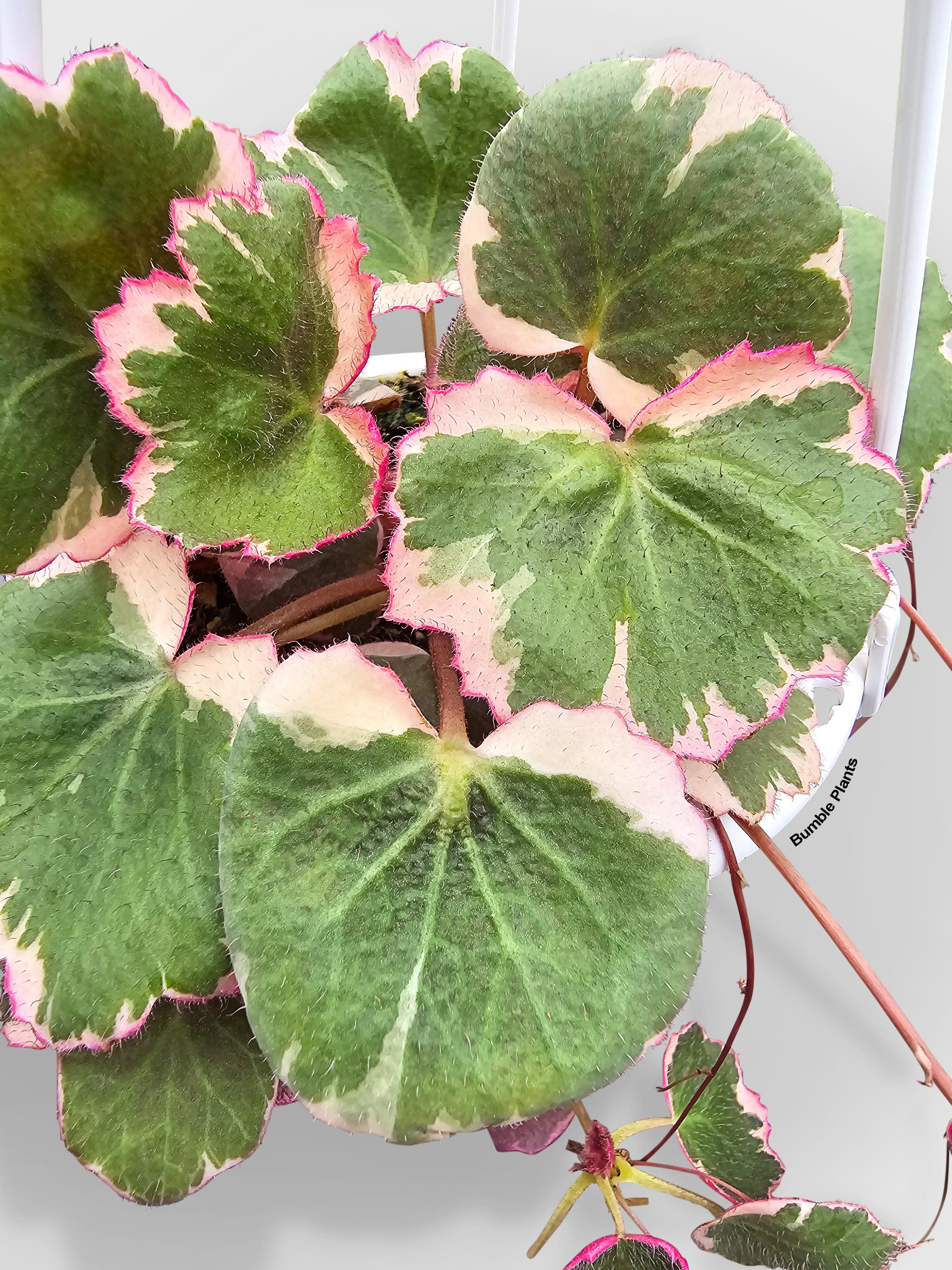 Variegated Strawberry Begonia - Bumble Plants