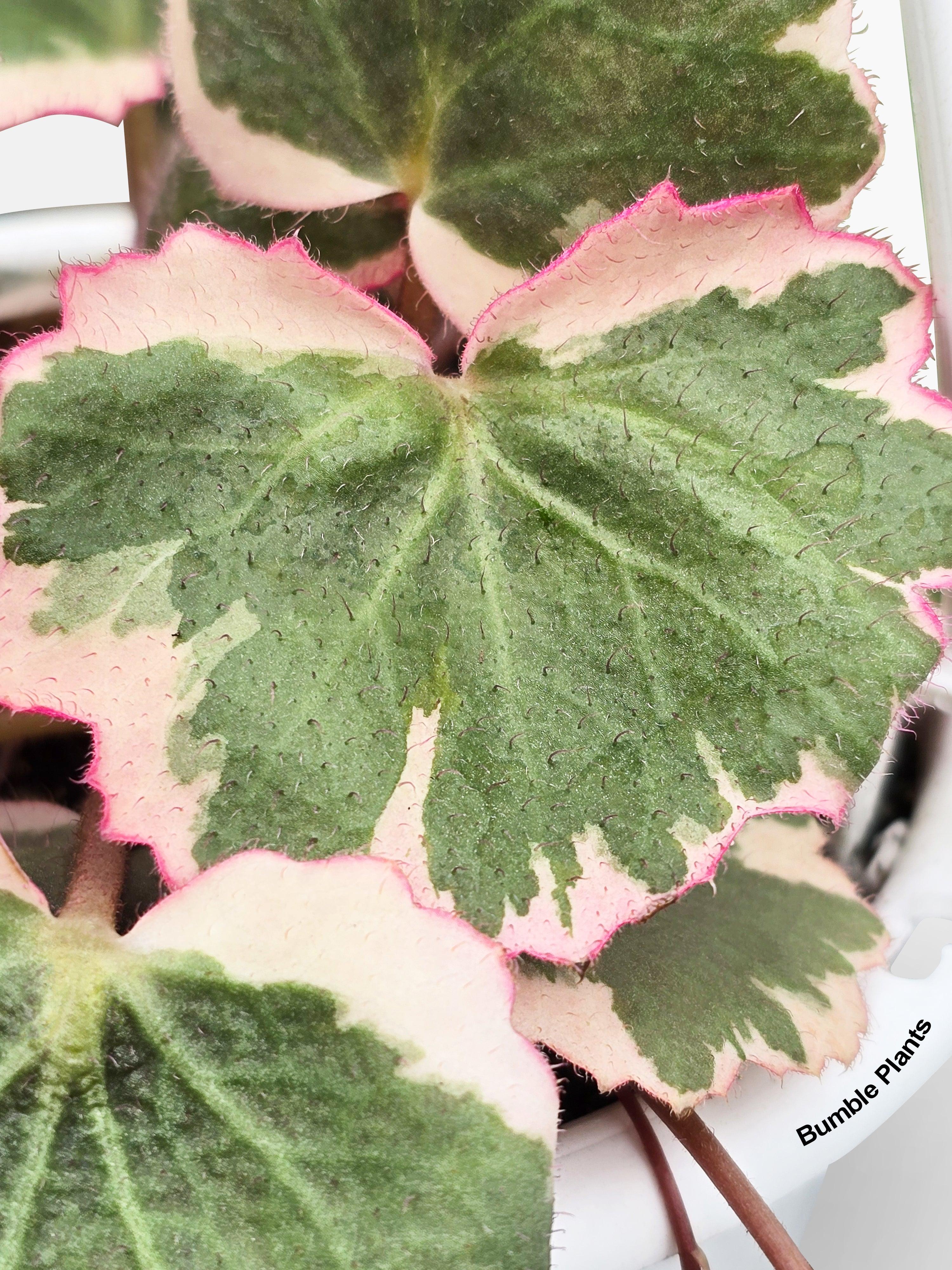 Variegated Strawberry Begonia - Bumble Plants
