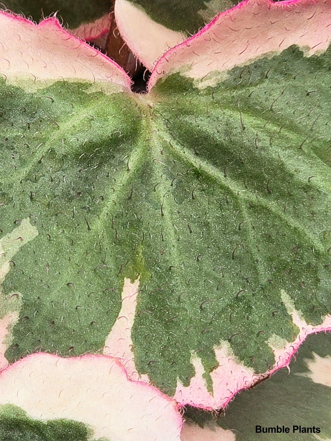 Variegated Strawberry Begonia - Bumble Plants