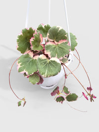 Variegated Strawberry Begonia - Bumble Plants