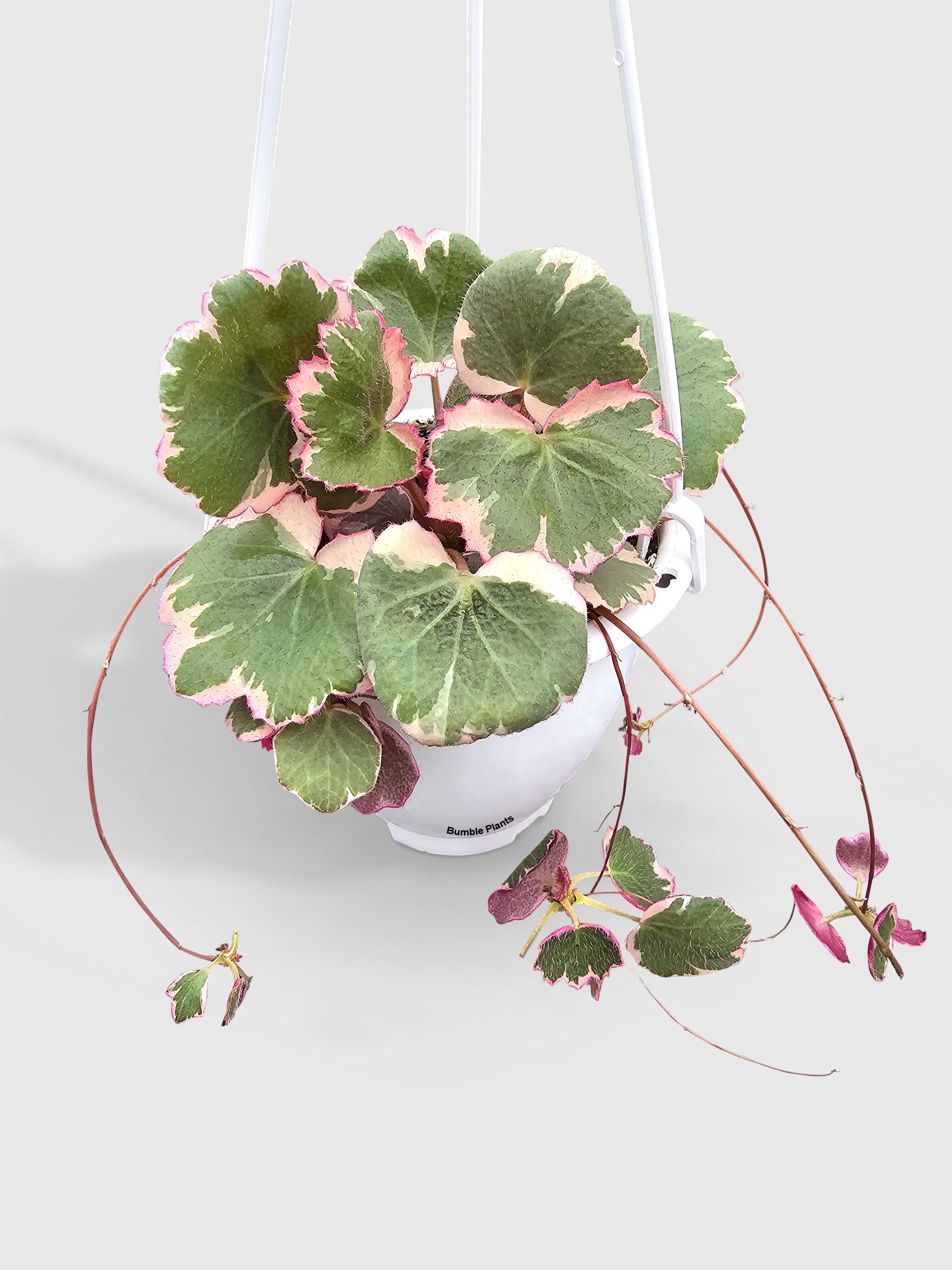 Variegated Strawberry Begonia - Bumble Plants