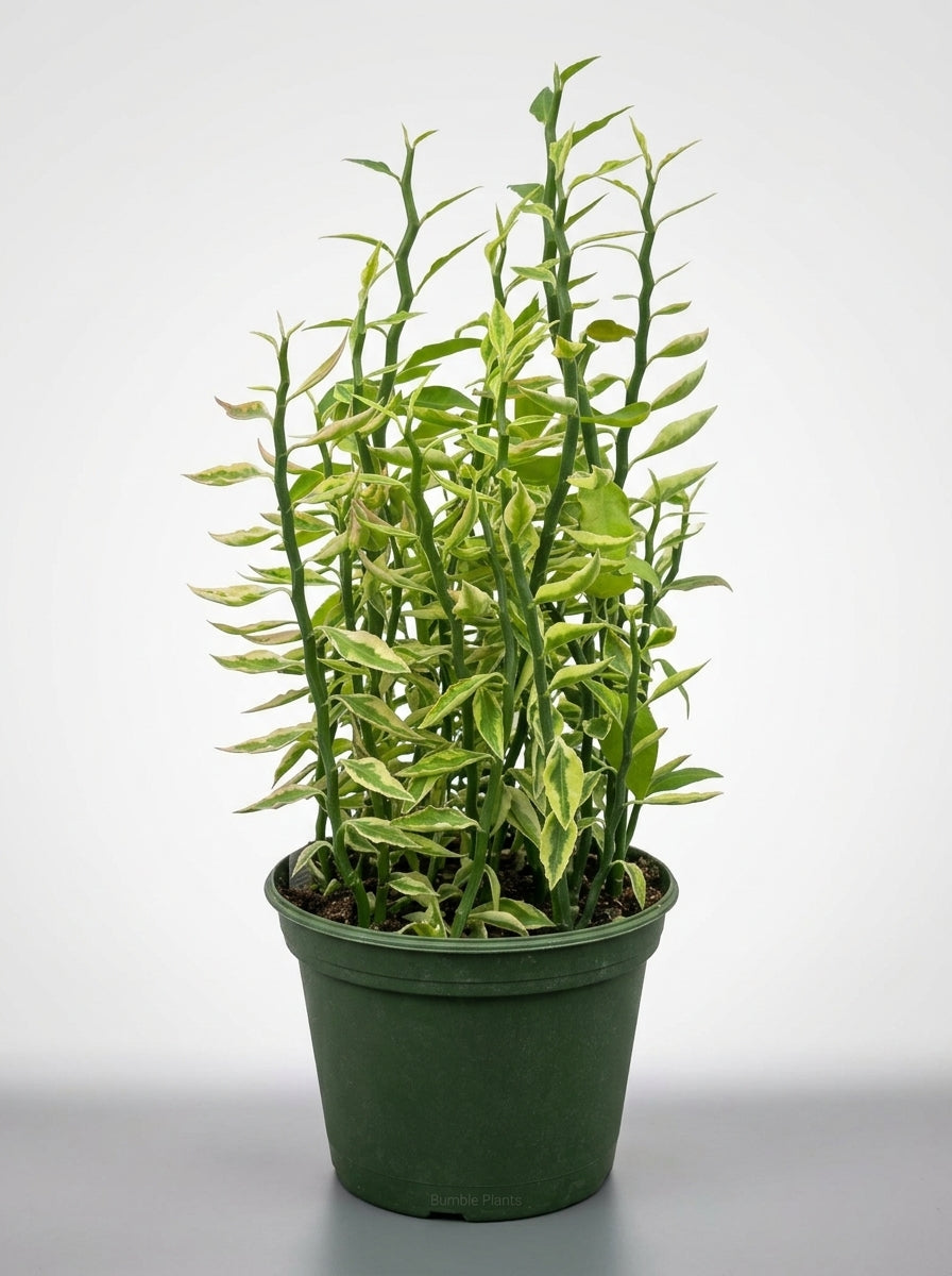 Devil's Backbone Euphorbia Variegata