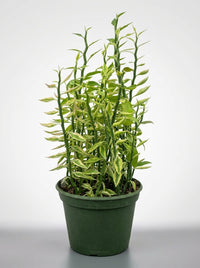 Devil's Backbone Euphorbia Variegata