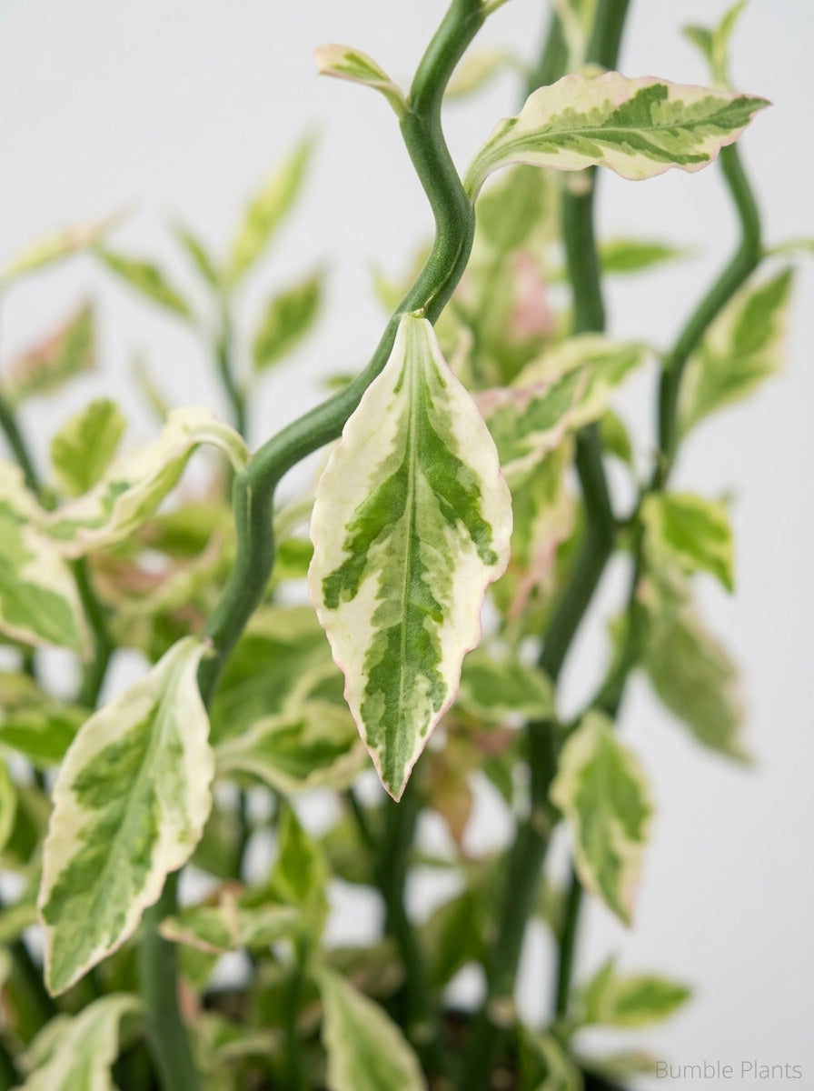 Devil's Backbone Euphorbia Variegata