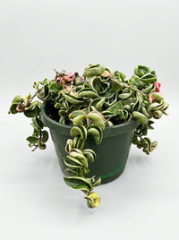 Variegated Hoya Hindu Rope