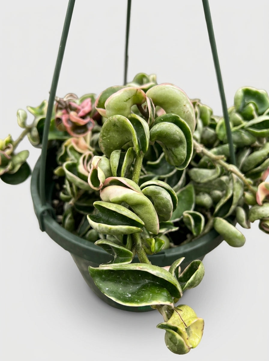 Variegated Hoya Hindu Rope
