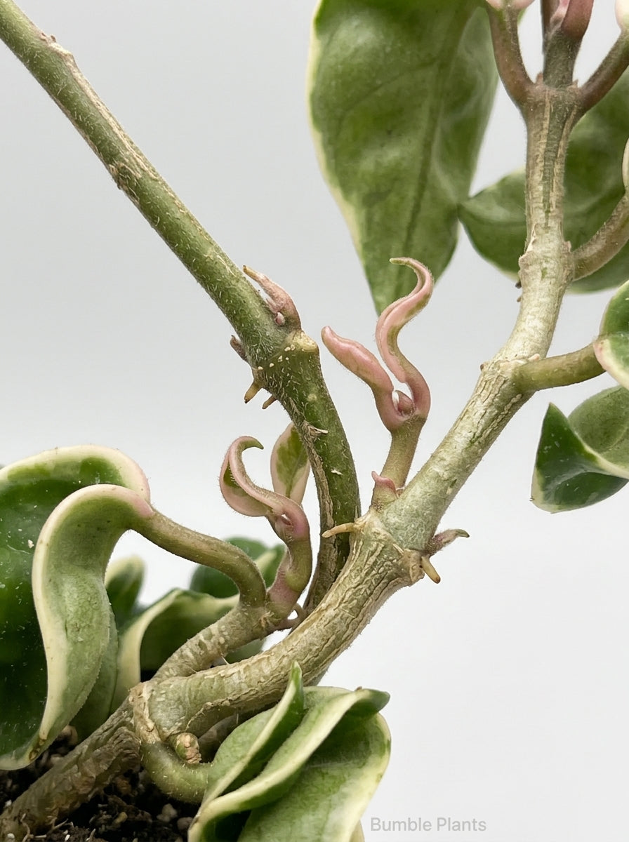 Variegated Hoya Hindu Rope