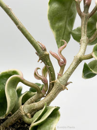 Variegated Hoya Hindu Rope