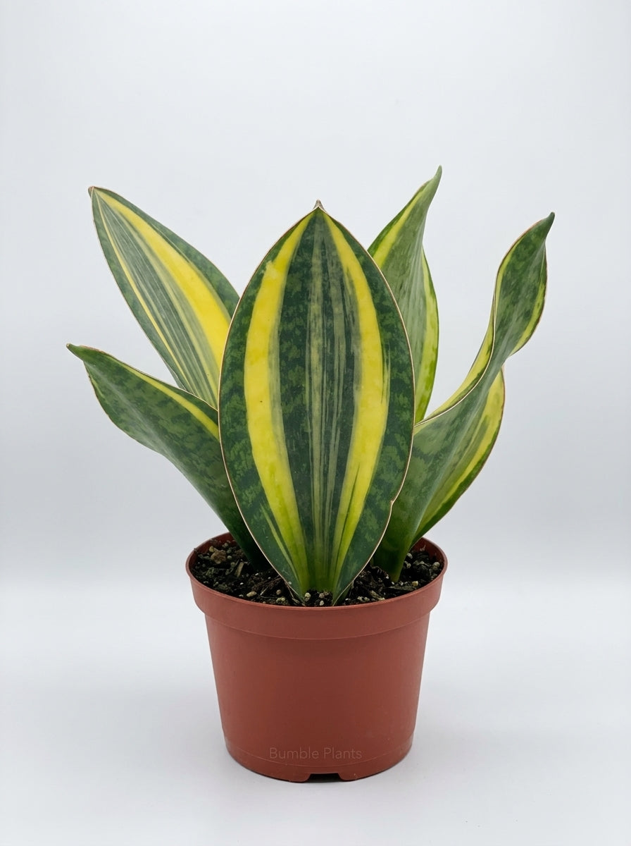 Sanseveria Shark Fin Snake Plant Variegata