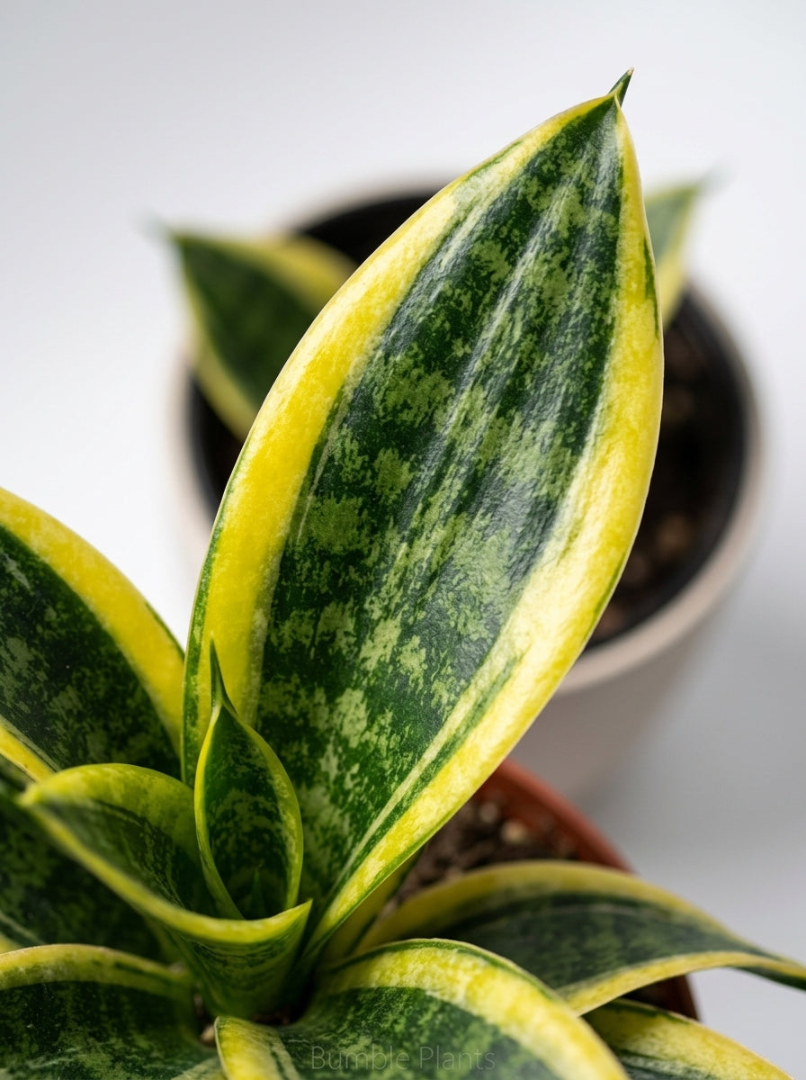 Sanseveria Shark Fin Snake Plant Variegata