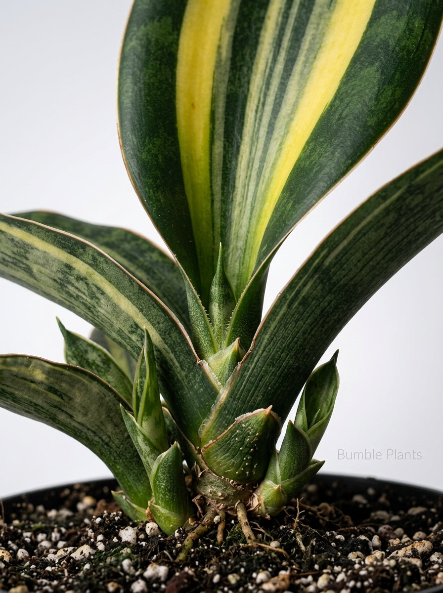 Sanseveria Shark Fin Snake Plant Variegata