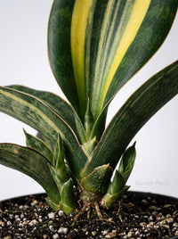 Sanseveria Shark Fin Snake Plant Variegata