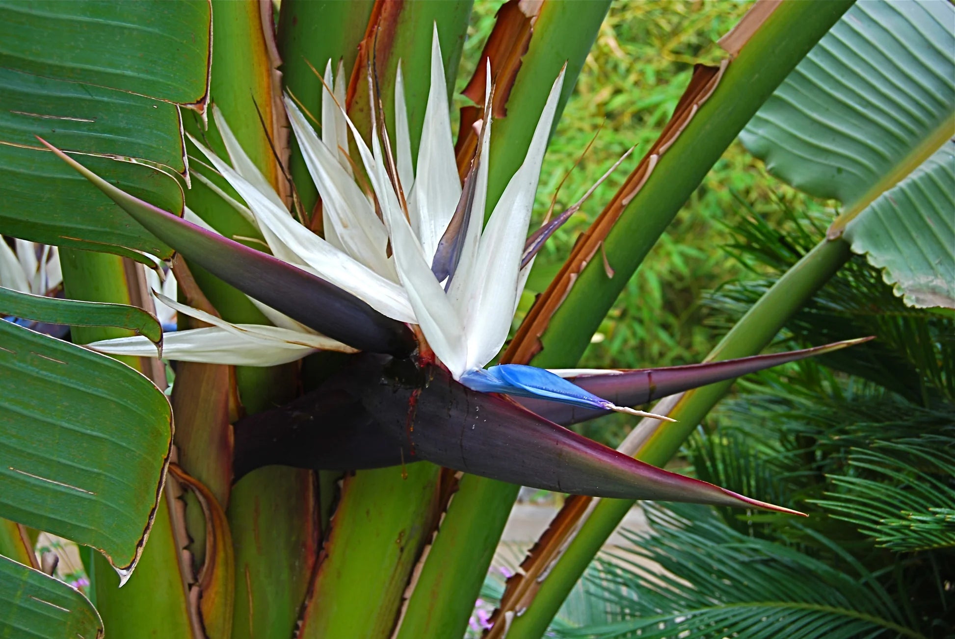 White Bird of Paradise 'Strelitzia Nicolai'