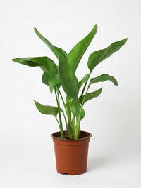 White Bird of Paradise 'Strelitzia Nicolai'
