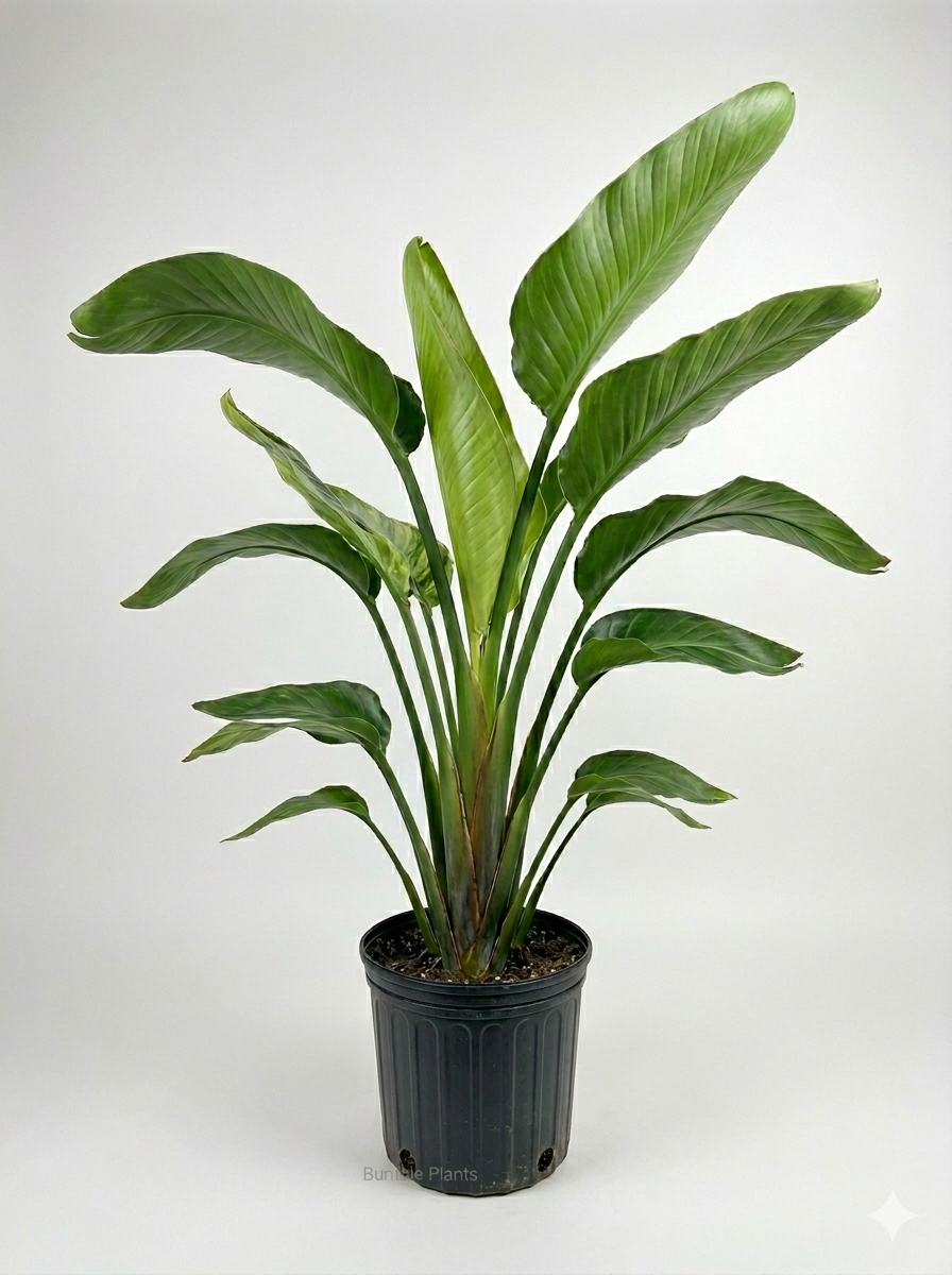 White Bird of Paradise 'Strelitzia Nicolai'