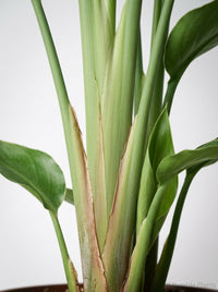 White Bird of Paradise 'Strelitzia Nicolai'