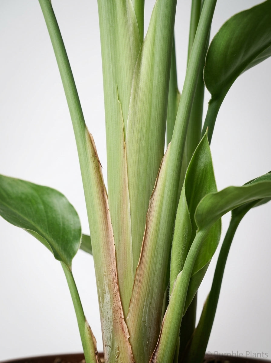 White Bird of Paradise 'Strelitzia Nicolai'